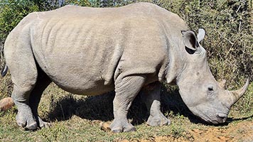 Rinoceronte al parco Hluhluwe